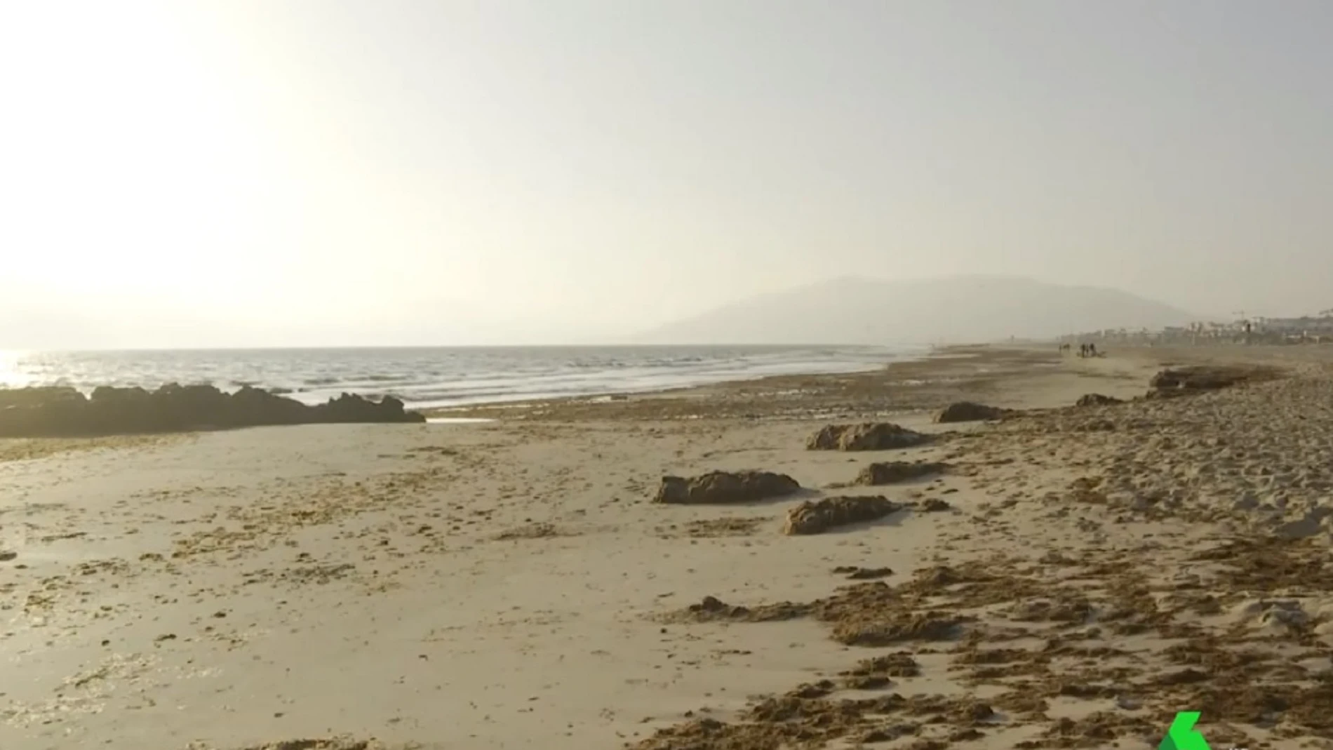 Playa de Tarifa con algas invasoras