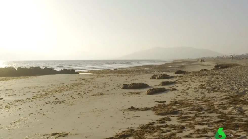 Playa de Tarifa con algas invasoras.