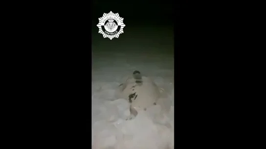 Una tortuga marina deposita huevos en una playa de Castellón, suceso que ha ocurrido solo cinco veces en 200 años Una tortuga marina deposita huevos en una playa de Castellón, suceso que ha ocurrido solo cinco veces en 200 años