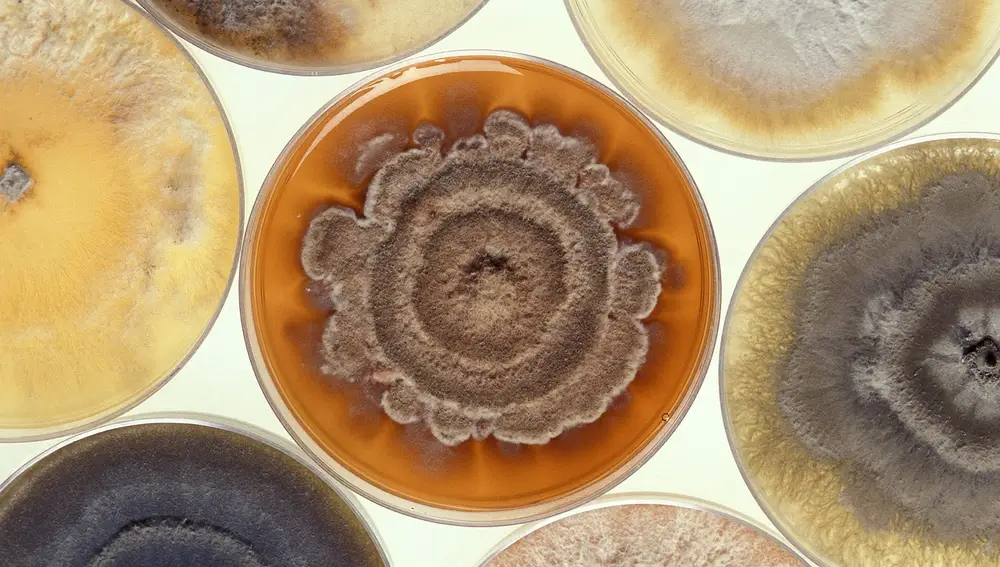 Hongos en placa de Petri