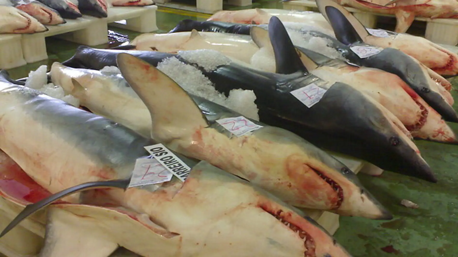 La sobrepesca amenaza a los tiburones oceanicos