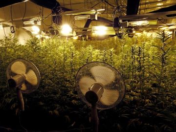 Plantas de marihuana en el interior del invernadero intervenido por la Guardia Civil en Galicia Plantas de marihuana en el interior del invernadero intervenido por la Guardia Civil en Galicia