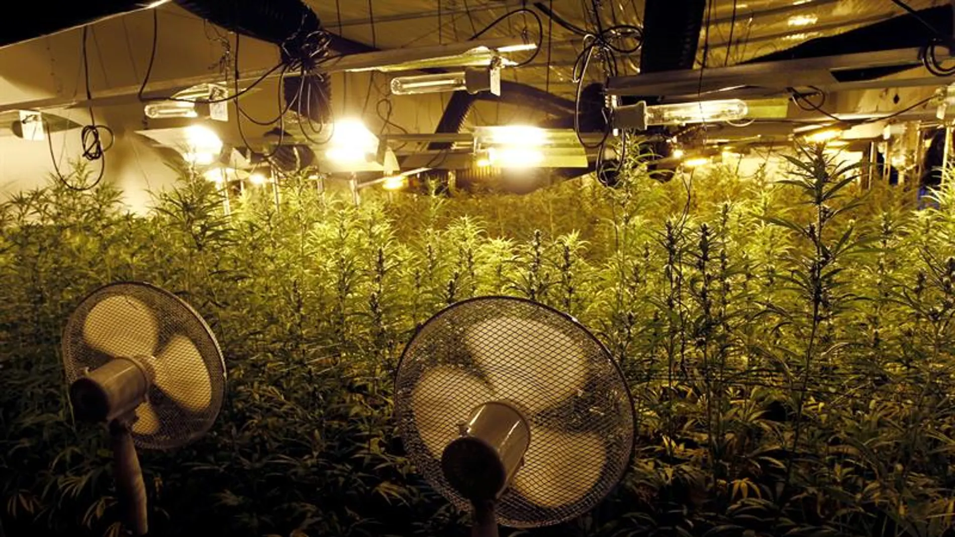 Plantas de marihuana en el interior del invernadero intervenido por la Guardia Civil en Galicia