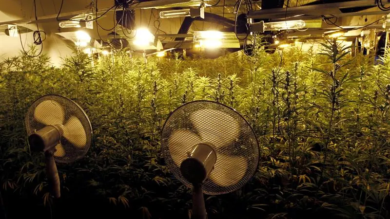 Plantas de marihuana en el interior del invernadero intervenido por la Guardia Civil en Galicia