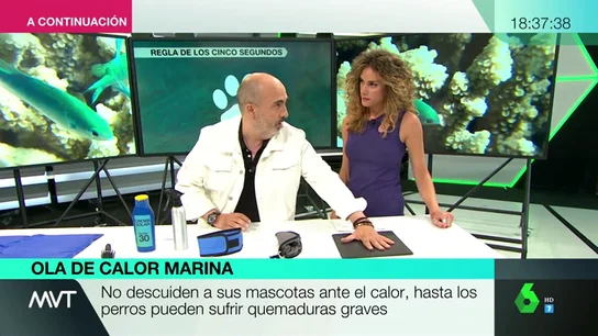 Los trucos para proteger del calor a nuestra mascota Los trucos para proteger del calor a nuestra mascota