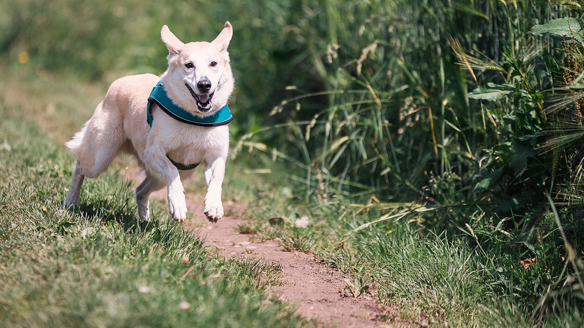 collar GPS perros  Perros, Tipos de perros, Gatos