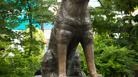 Estatua del perro Hachikö Estatua del perro Hachikö
