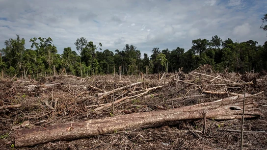 Imagen de la deforestación en Indonesia Imagen de la deforestación en Indonesia