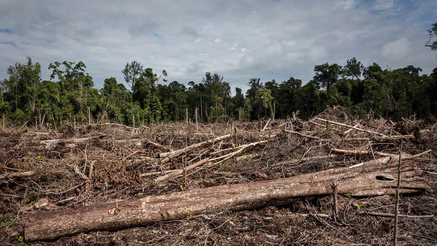 Imagen de la deforestación en Indonesia Imagen de la deforestación en Indonesia
