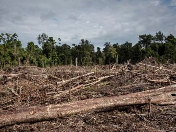 Imagen de la deforestación en Indonesia Imagen de la deforestación en Indonesia