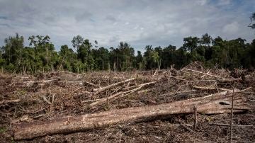 Imagen de la deforestación en Indonesia