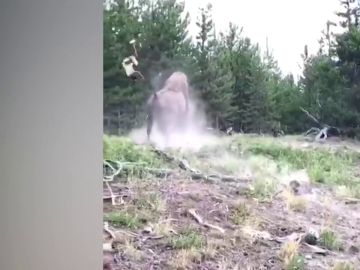 Un bisonte lanza por los aires a una niña Un bisonte lanza por los aires a una niña