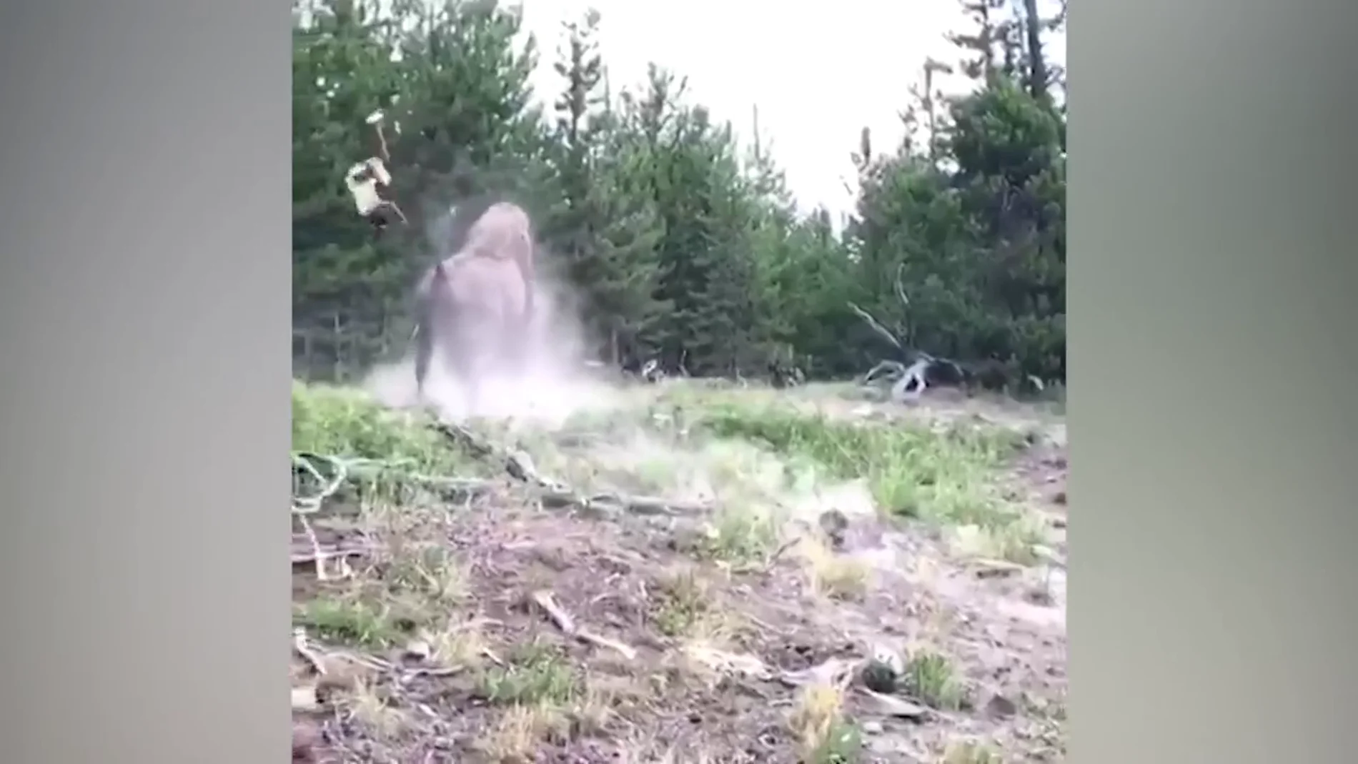 Un bisonte lanza por los aires a una niña