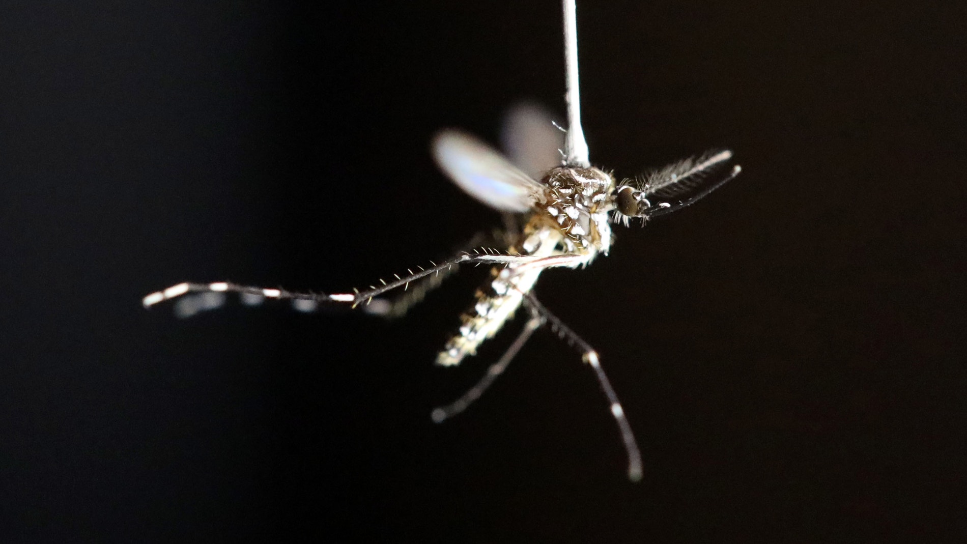 Mosquito