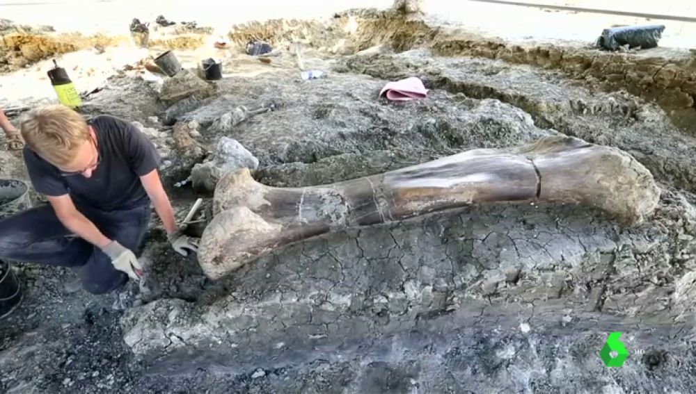 Hallan Un Gigantesco Hueso De Dinosaurio De Hace 140 Millones De Anos