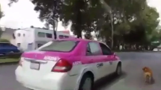 Imagen del perro que corrió tras sus dueños tras ser abandonado Imagen del perro que corrió tras sus dueños tras ser abandonado
