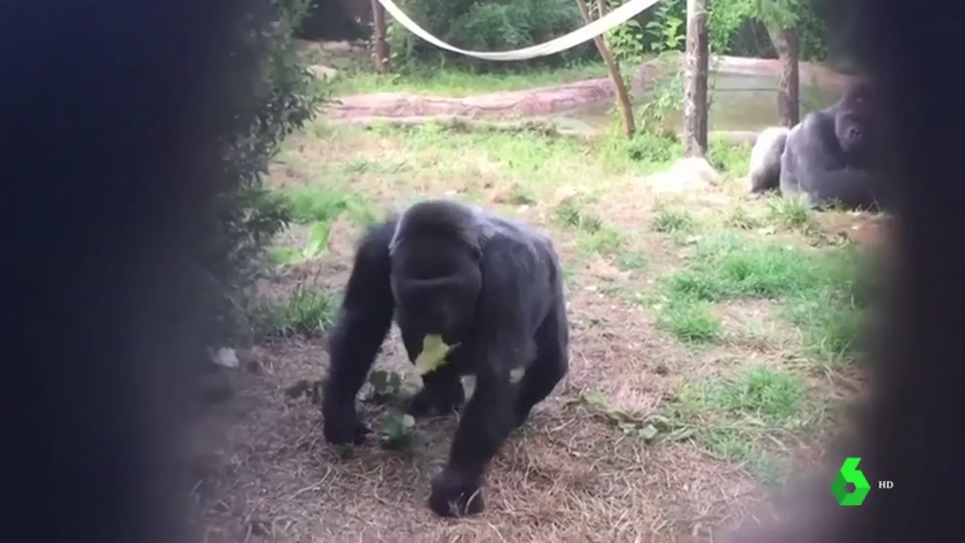 Imagen de la gorila fallecida en Estados Unidos