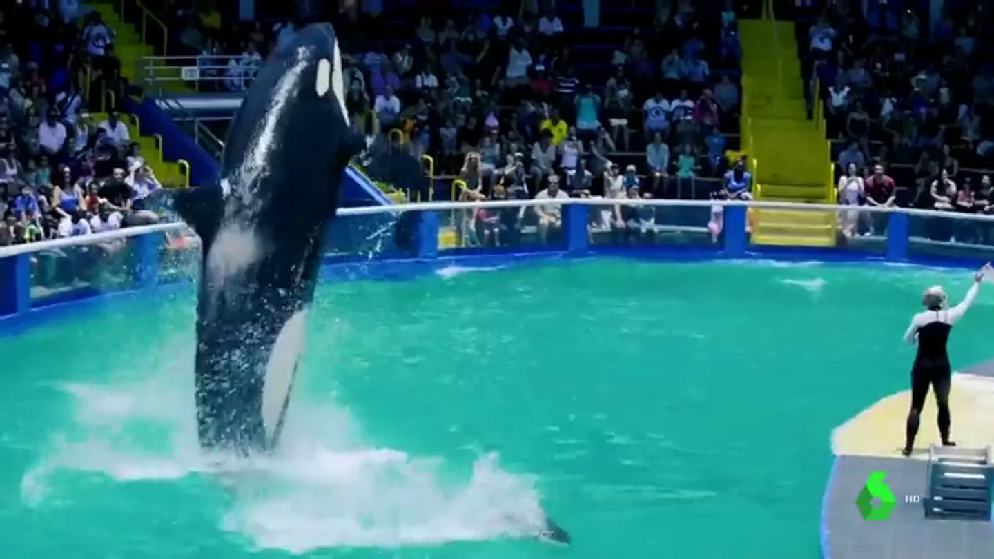 La orca Lolita durante un espectáculo La orca Lolita durante un espectáculo
