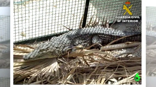 Imagen de un cocodrilo en un criadero ilegal en Alicante Imagen de un cocodrilo en un criadero ilegal en Alicante