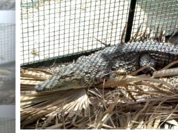 Imagen de un cocodrilo en un criadero ilegal en Alicante Imagen de un cocodrilo en un criadero ilegal en Alicante