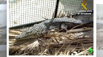 Imagen de un cocodrilo en un criadero ilegal en Alicante