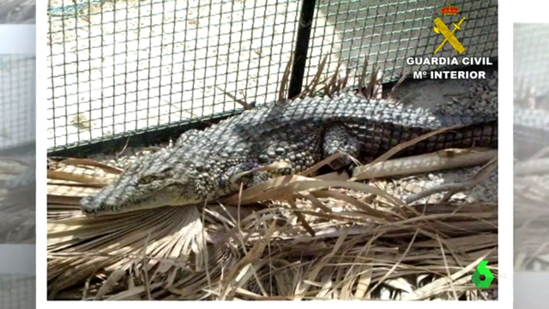Imagen de un cocodrilo en un criadero ilegal en Alicante