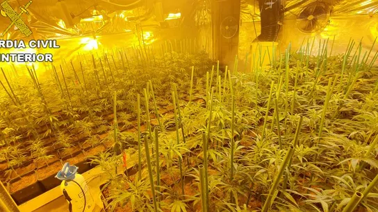 Una parte de la plantación de marihuana interceptada por la Guardia Civil en Teruel. Una parte de la plantación de marihuana interceptada por la Guardia Civil en Teruel.