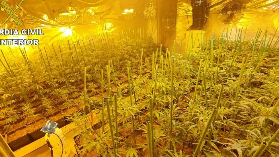 Una parte de la plantación de marihuana interceptada por la Guardia Civil en Teruel.