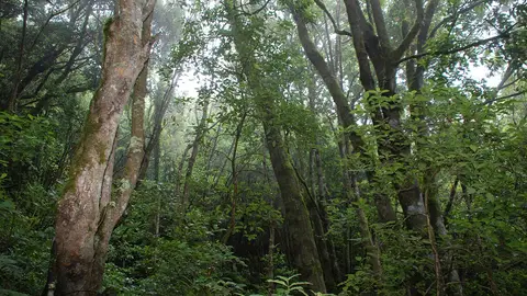 Parque Nacional Garajonay Parque Nacional Garajonay
