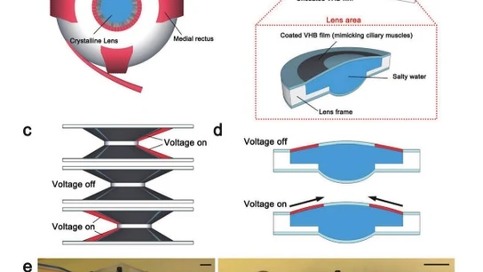 Imagen representativa del estudio basado en la creación de lentes blandas de contacto que hacen zoom. Imagen representativa del estudio basado en la creación de lentes blandas de contacto que hacen zoom.