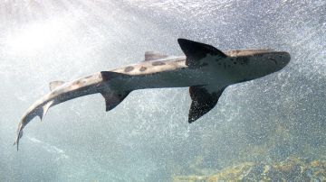 Imagen archivo tiburón