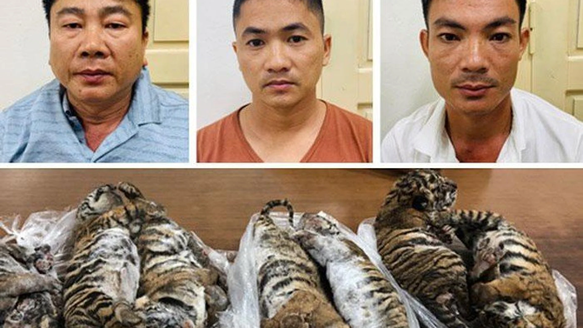 Encuentran siete tigres muertos en un coche en Vietnam