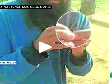 lagartija lagartija