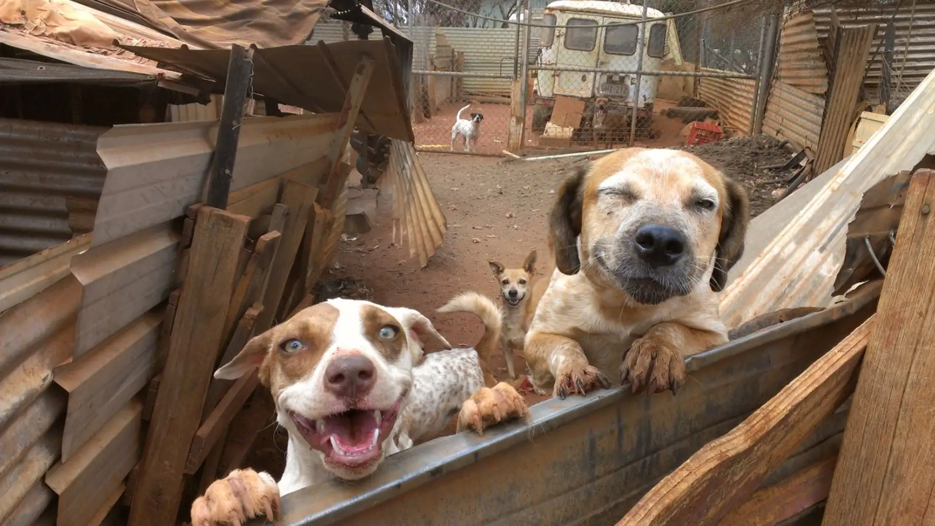 Como un cancer transmisible se ha convertido en el parasito del perro