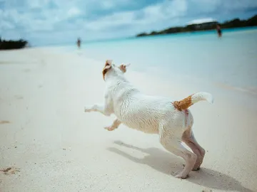 Playas caninas Playas caninas