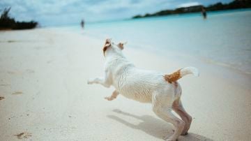 Playas caninas