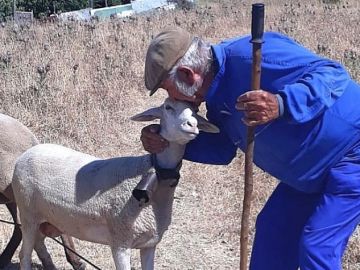 Guillermo Cano con una de sus ovejas. Guillermo Cano con una de sus ovejas.