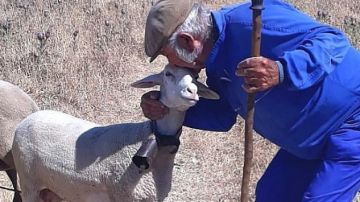 Guillermo Cano con una de sus ovejas. 
