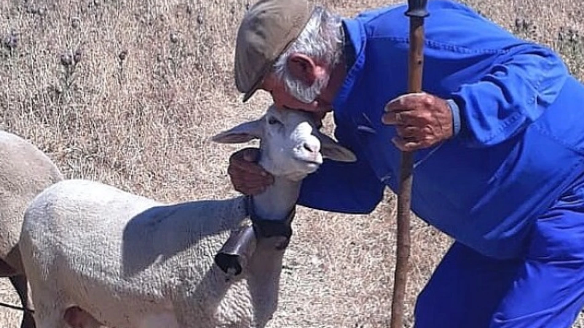 Guillermo Cano con una de sus ovejas. 