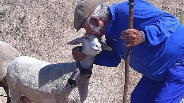 Guillermo Cana con una de sus ovejas. 