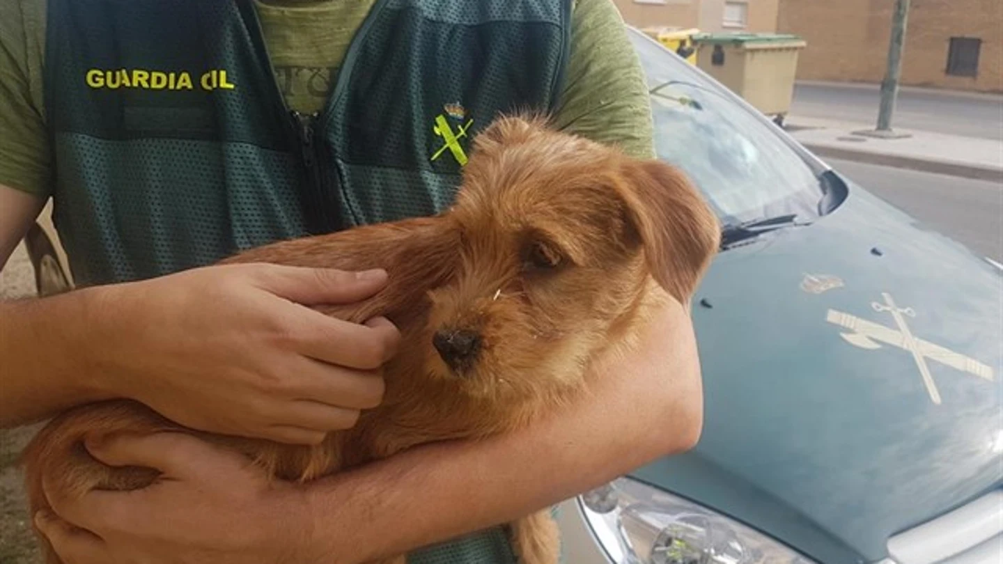 Dos personas investigadas por lanzar un perro por un puente Dos personas investigadas por lanzar un perro por un puente
