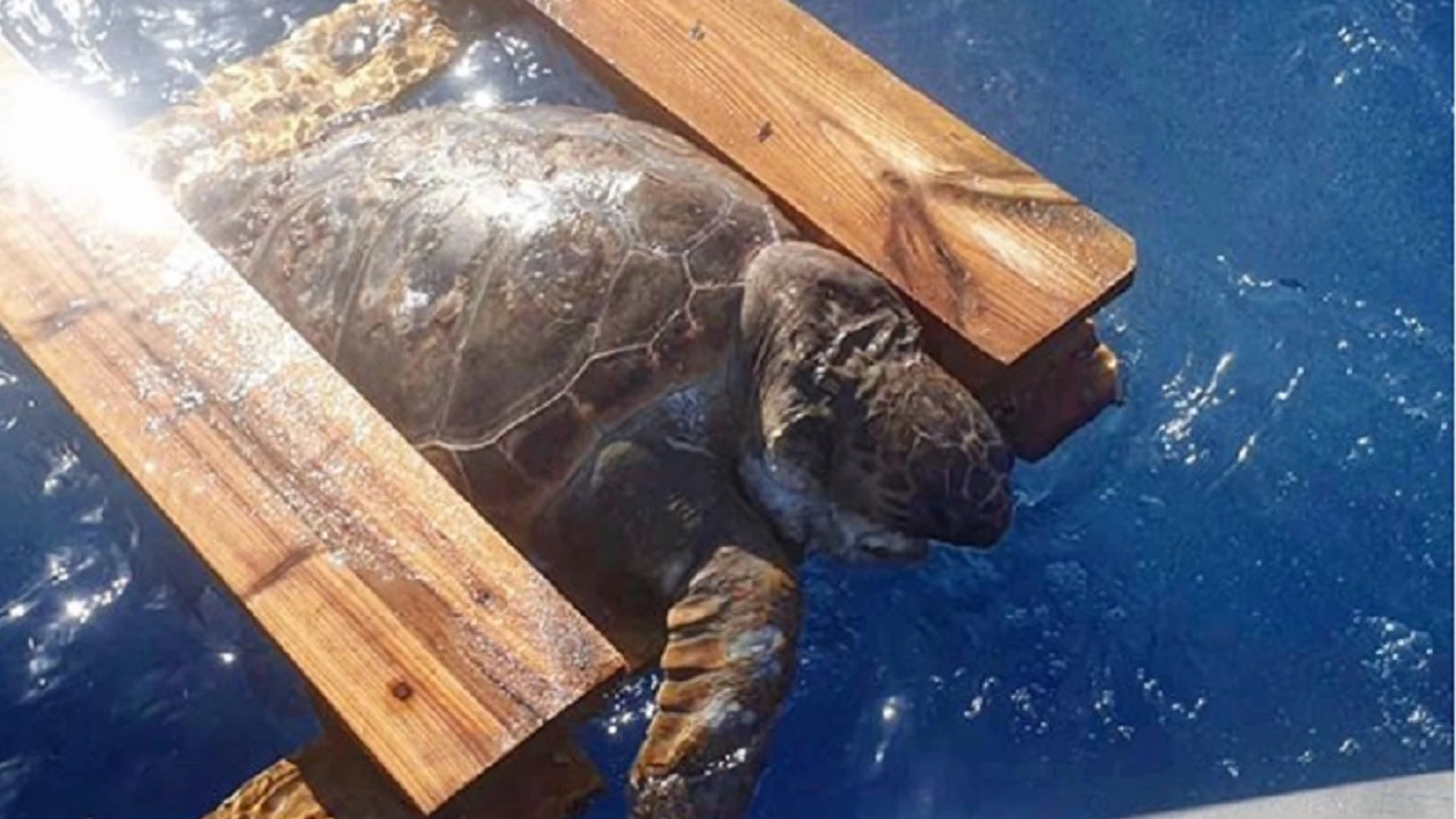 Imagen de la tortuga atrapada en un palé