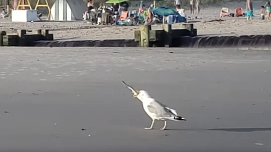 Una gaviota se come a una cría de tiburón Una gaviota se come a una cría de tiburón