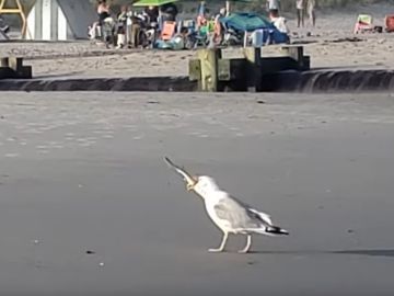 Una gaviota se come a una cría de tiburón Una gaviota se come a una cría de tiburón