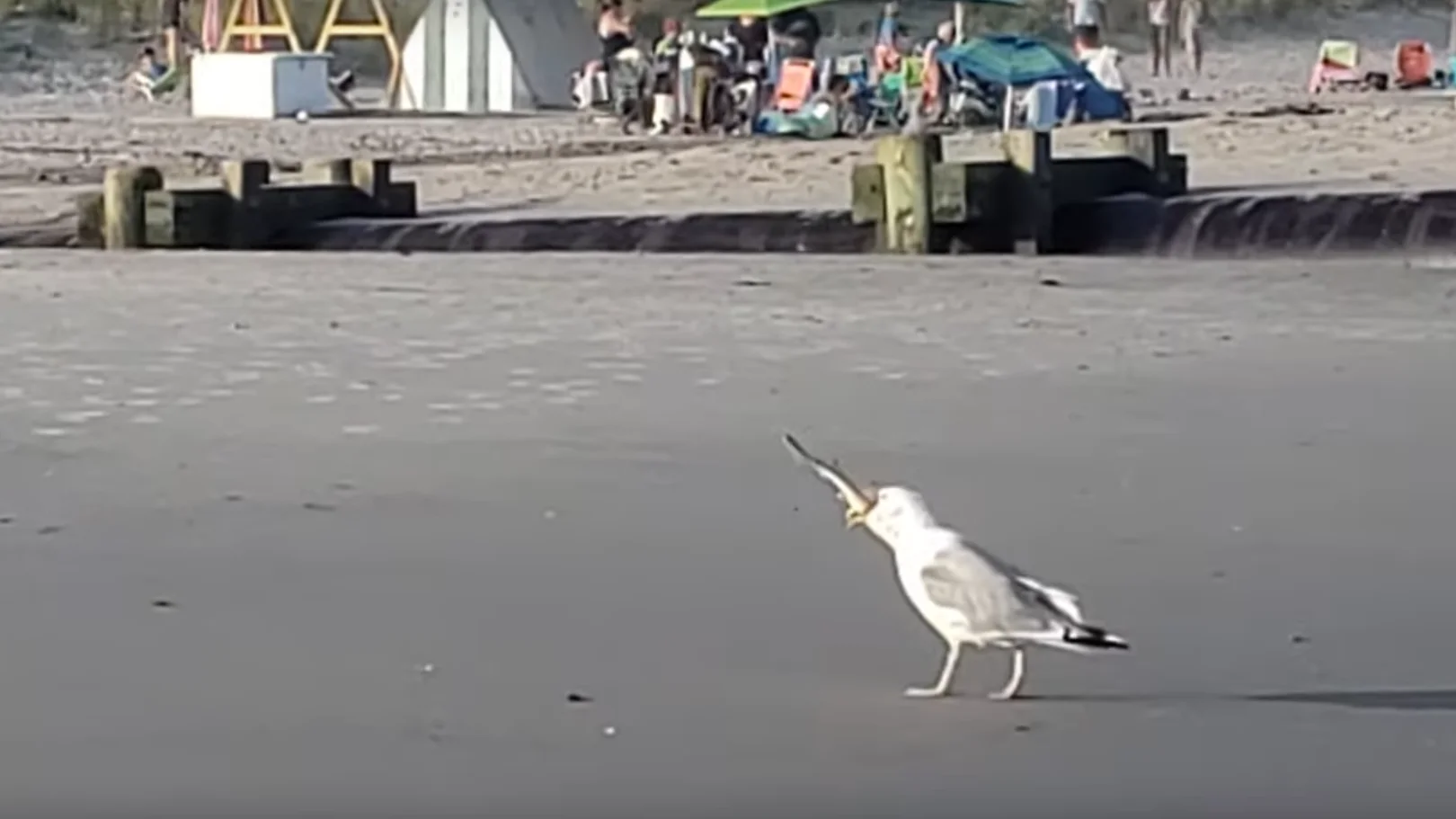 Una gaviota se come a una cría de tiburón