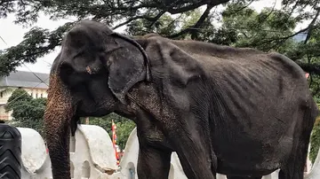 Tikiiri, una elefanta que participa en el festival Perahera de Sri Lanka