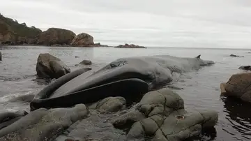 La ballena entre las rocas