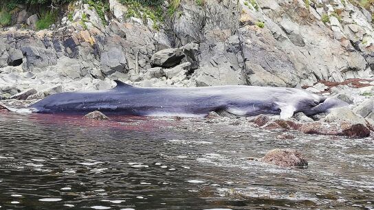 Muere una ballena de 16 metros varada en la costa asturiana