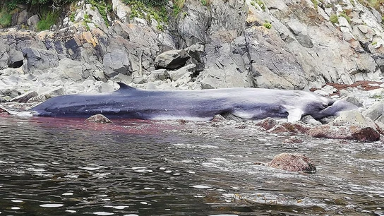 Muere una ballena de 16 metros varada en la costa asturiana Muere una ballena de 16 metros varada en la costa asturiana