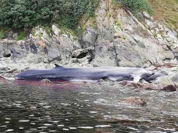 Muere una ballena de 16 metros varada en la costa asturiana Muere una ballena de 16 metros varada en la costa asturiana